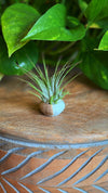 Micro Mini Speckled Pot with Air Plant