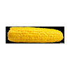 Corn on the Cob Car Decal: Bumper Sticker