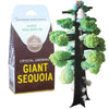 CRYSTAL GROWING GIANT SEQUOIA - Toys